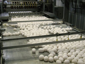 Figure 1. A portion of the 900,000 eggs
entering a Georgia shell egg processing
plant from layer hen barns daily. Georgia
shell egg processors annually produce
more than 7 million cases of table eggs
(2.5 billion eggs) and, in the process,
generate 10.5 to 21 million gallons of
wastewater requiring treatment.
